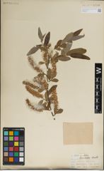 Foto von Salix laevigata Bebb